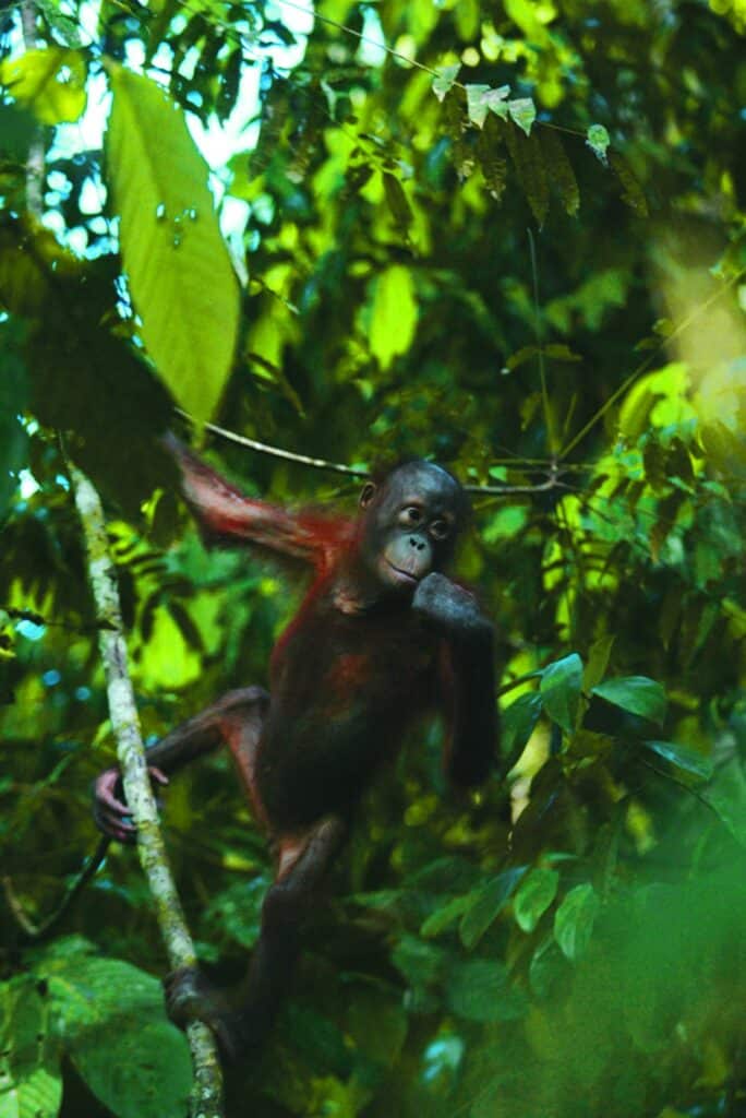 Malaysia nachhaltig entdecken