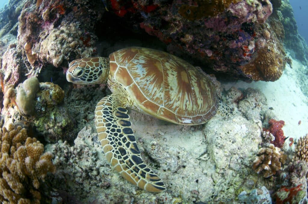 Malaysia nachhaltig entdecken