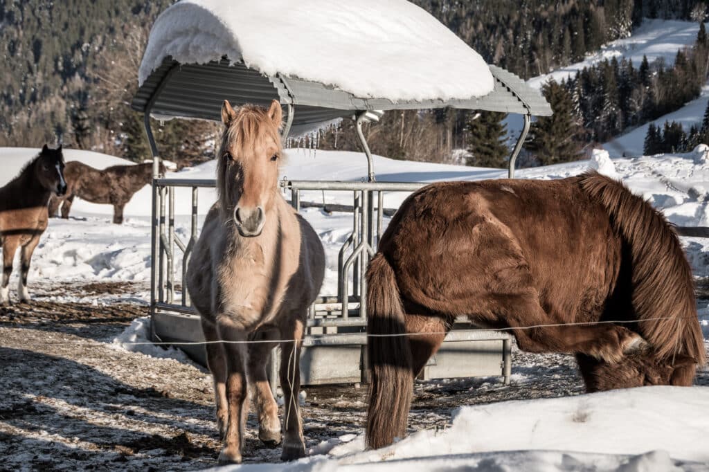 Chalet-Träume: Elegante Rückzugsorte in der Natur