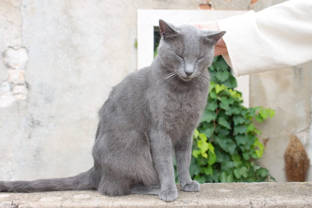 Always up for a cuddle: Dubrovniks Katzen sind weltbekannt und sehr zutraulich © Maren Einfeldt