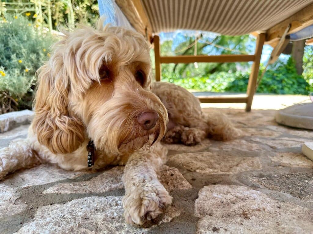 Poggio ai Santi Urlaub Ferien mit Hund