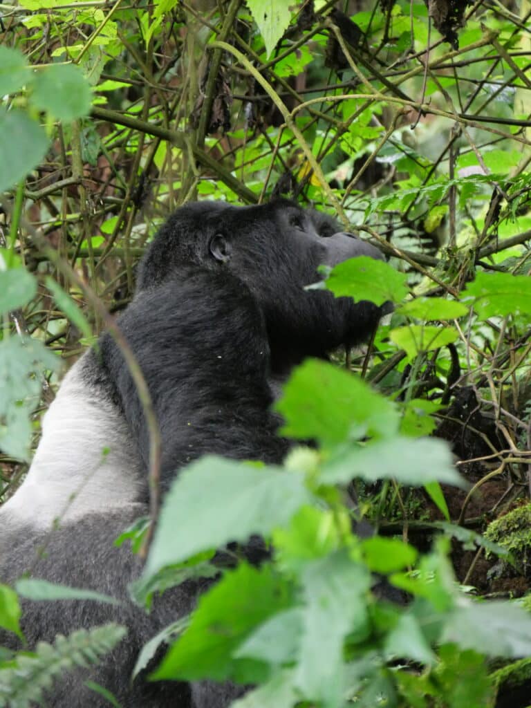 Weihnachten und Neujahr 2024/2025: Traumhafte Reiseziele für unvergessliche Feiertage
