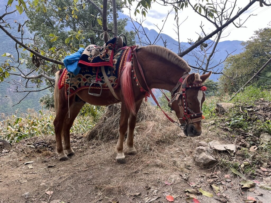 Teepferd in der Tigersprung-Schlucht