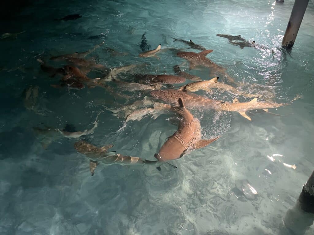 Four Seasons Malediven