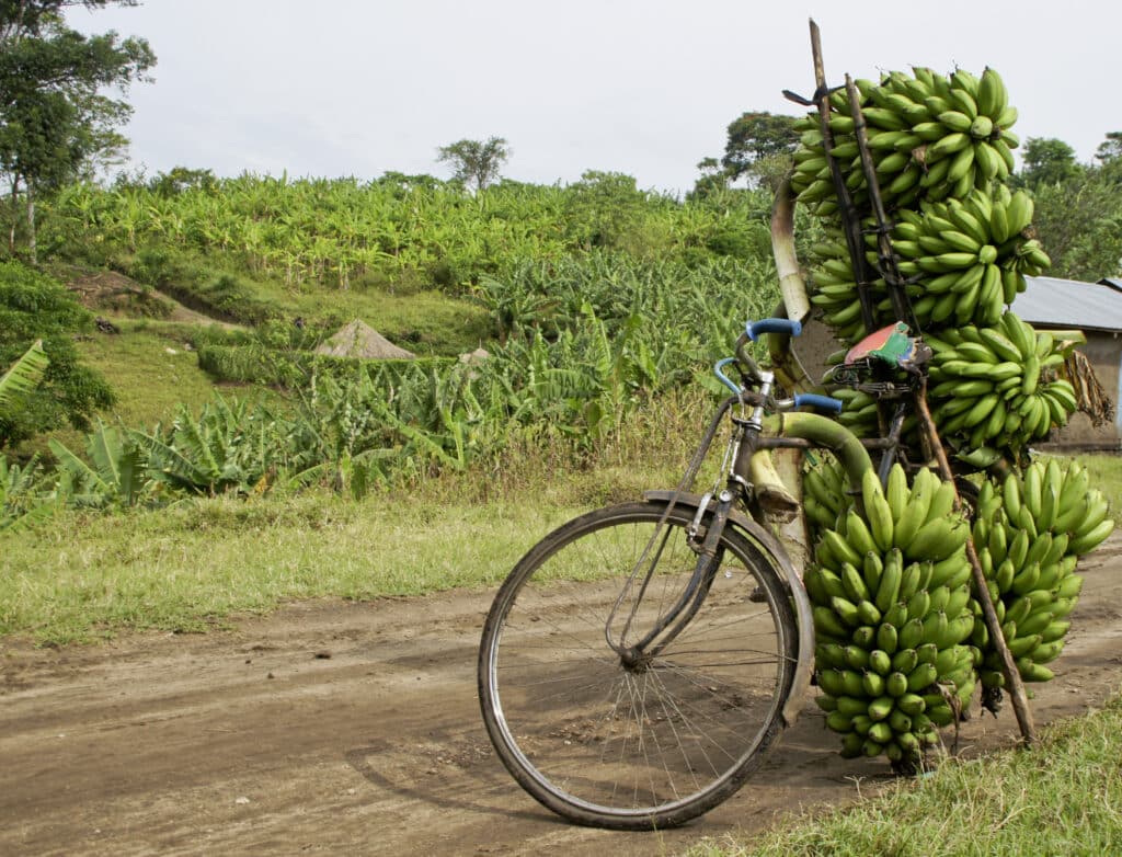 Uganda: Auf den Spuren von Schimpansen, Berggorillas und Baumlöwen