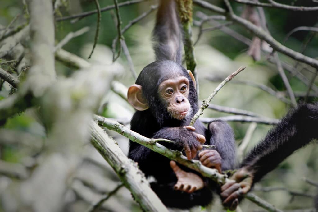 Uganda: Auf den Spuren von Schimpansen, Berggorillas und Baumlöwen