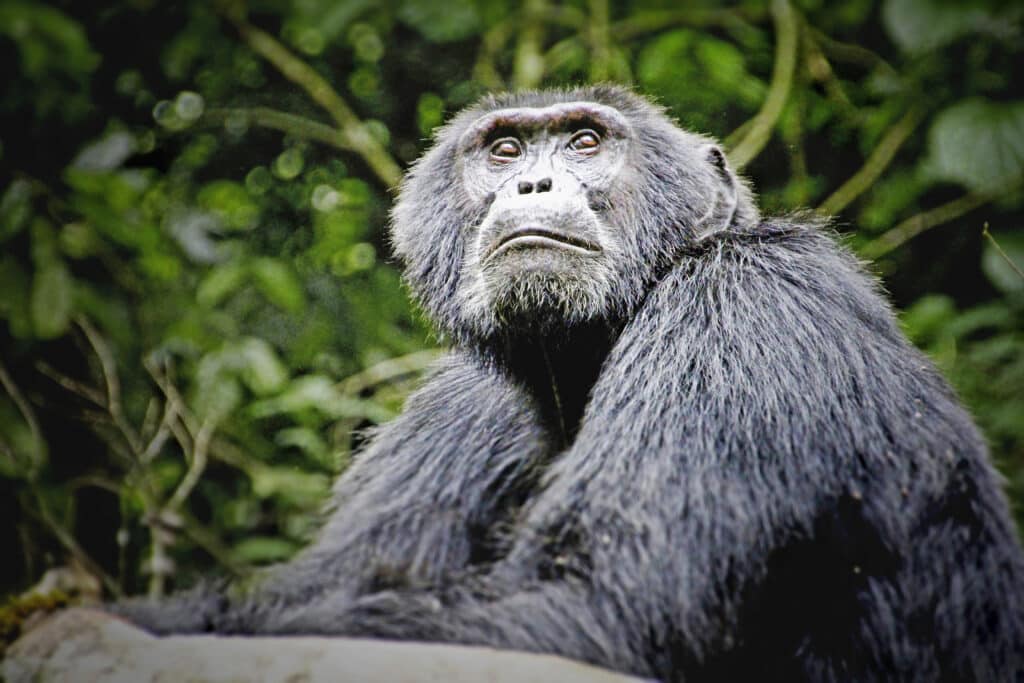 Uganda: Auf den Spuren von Schimpansen, Berggorillas und Baumlöwen