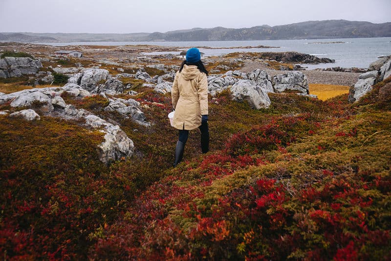 Fogo Island Herbst Tundra Landschaft Wandern Neufundland Küste arktische Vegetation Kanada Reisen