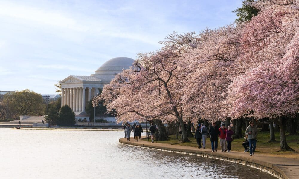 Besucher flanieren entlang des Tidal Basin in Washington, DC, umgeben von der zartrosa Pracht tausender Kirschblueten vor der beeindruckenden Kulisse des Jefferson Memorial.