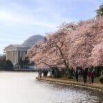 Besucher flanieren entlang des Tidal Basin in Washington, DC, umgeben von der zartrosa Pracht tausender Kirschblueten vor der beeindruckenden Kulisse des Jefferson Memorial.