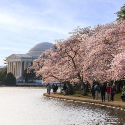 Besucher flanieren entlang des Tidal Basin in Washington, DC, umgeben von der zartrosa Pracht tausender Kirschblueten vor der beeindruckenden Kulisse des Jefferson Memorial.