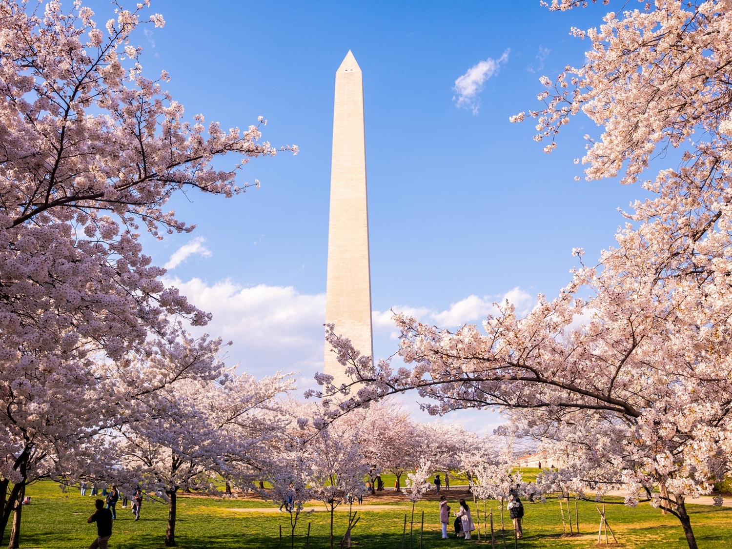 Unter einem strahlend blauen Himmel umrahmen tausende zartrosa Kirschbluten das majestatische Washington Monument und verwandeln die US-Hauptstadt in ein Frühlingswunder.
