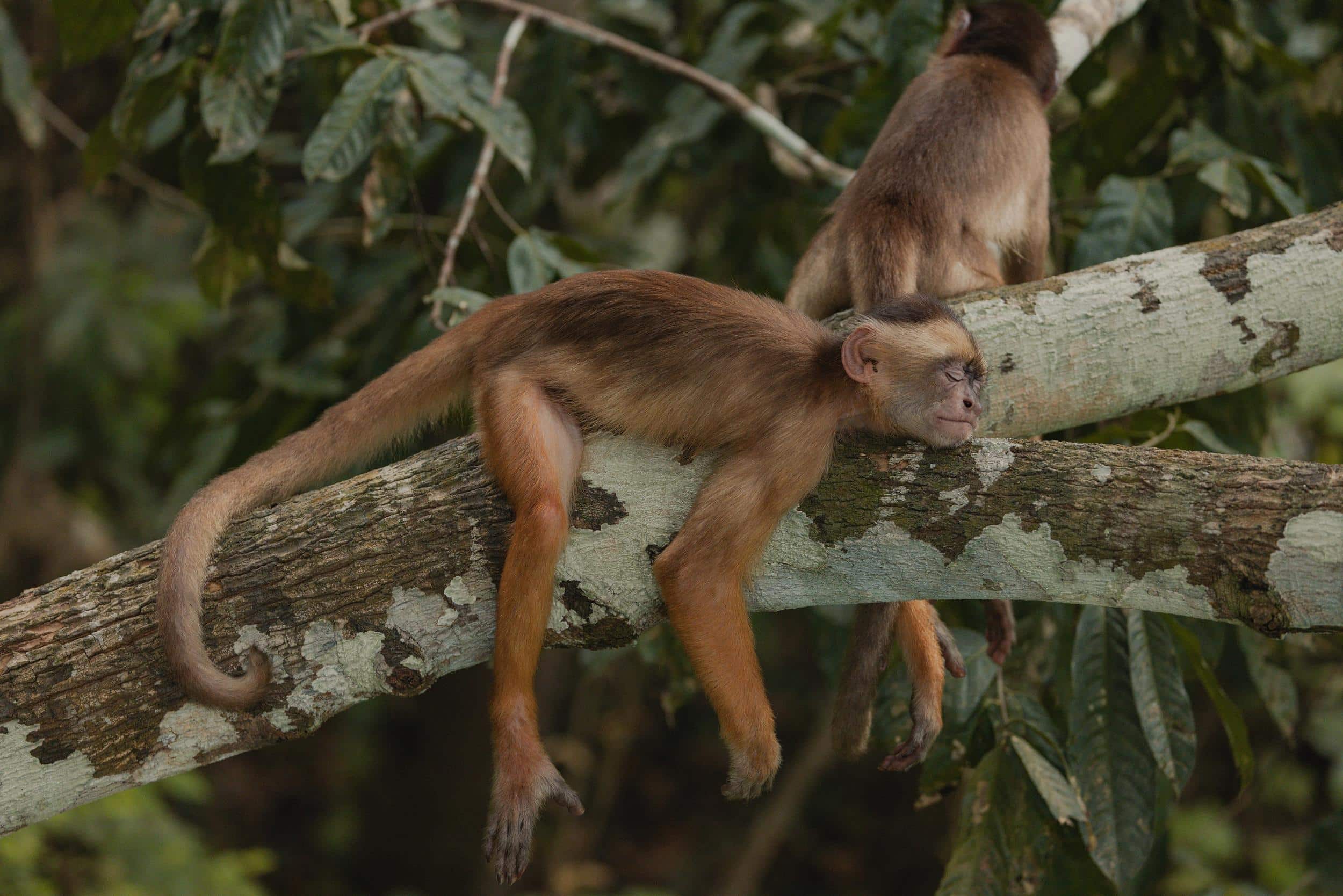 Ein Affe geniesst eine entspannte Ruhepause auf einem Ast tief im Amazonas-Regenwald.